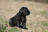 BRIARD 208